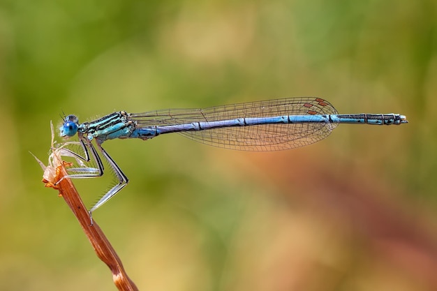 libellule sur une plante