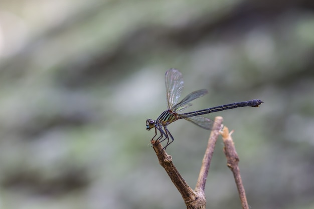 libellule posée sur une branche en forêt