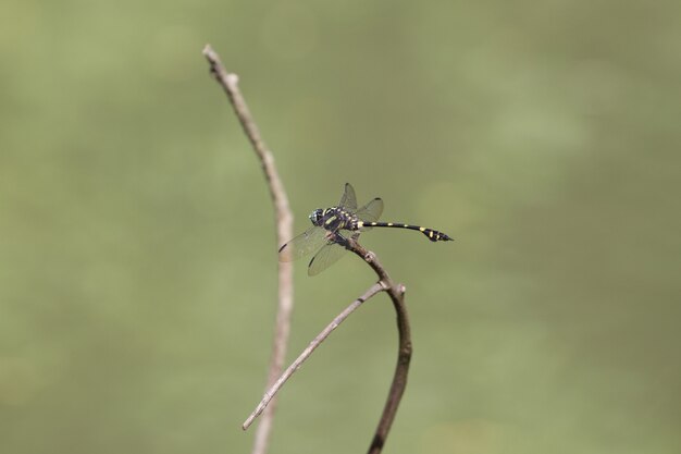 libellule posée sur une branche en forêt