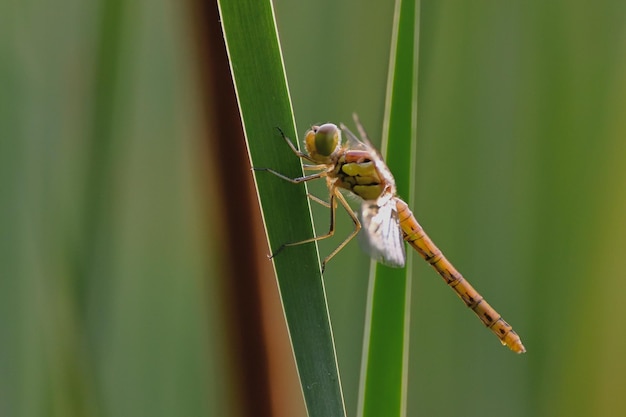 Photo libellule posée sur une feuille