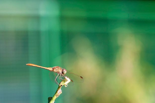 Photo libellule posée sur une plante gros plan libellule été