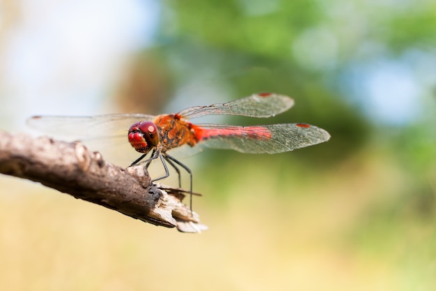 Libellule rouge assise sur une branche. macrophotographie avec une faible profondeur de champ