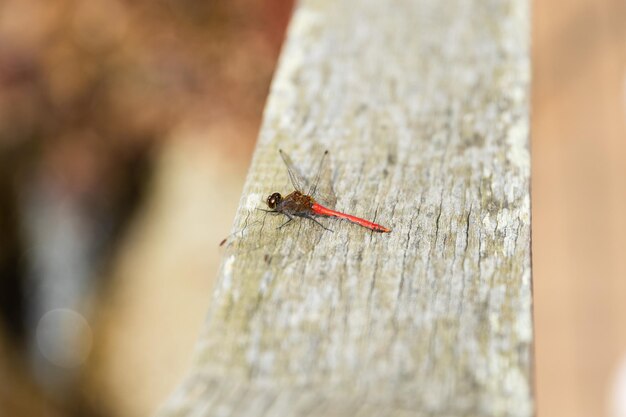 Photo une libellule rouge assise sur une étagère en bois.