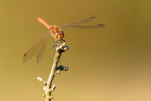 Libellule rouge, Trithemis annulata perché sur une branche isolée