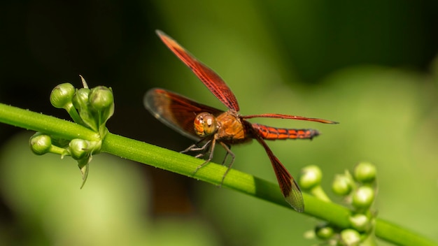 Photo la libellule rouge