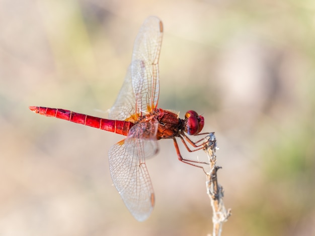 Libellule rouge