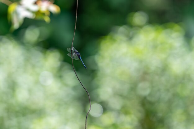 La libellule s'est amarrée sur les branches sur un fond vert clair.