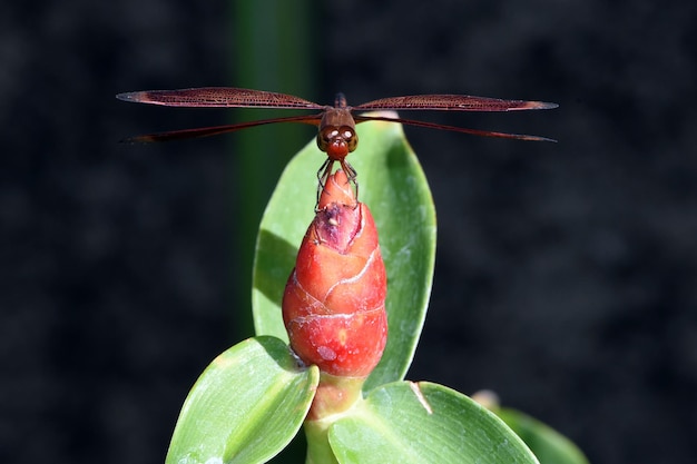 Une libellule se repose dans le jardin. Nature macro de Bali, Indonésie.