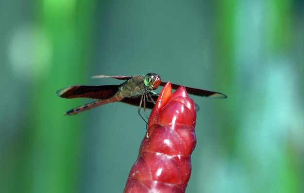 Une libellule se repose dans le jardin. Nature macro de Bali, Indonésie.