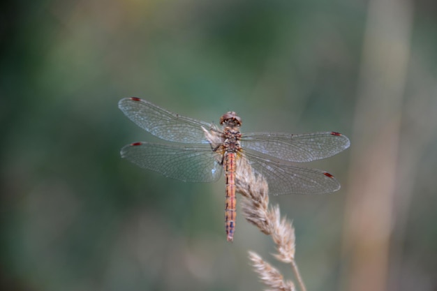 Une libellule avec des taches rouges sur ses ailes est sur une macro isolée de plante