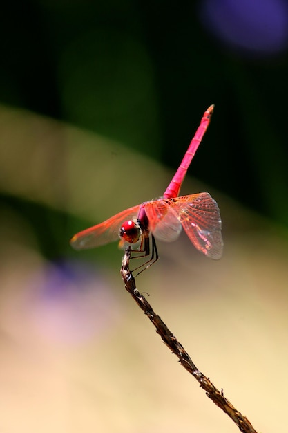 Photo libellule trithemis kirbyi mâle avec fond