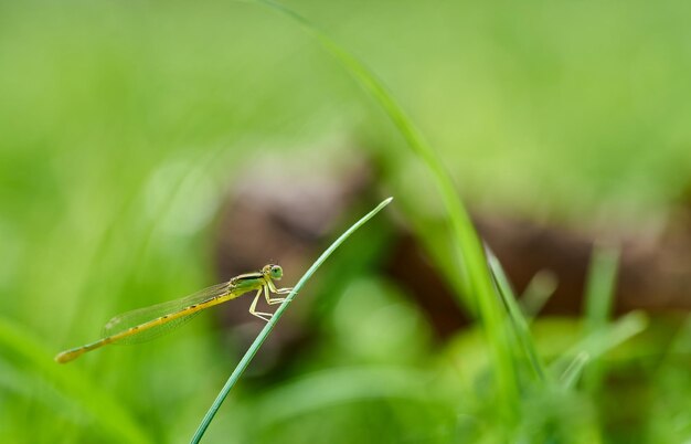 Une libellule verte est assise sur un brin d'herbe.