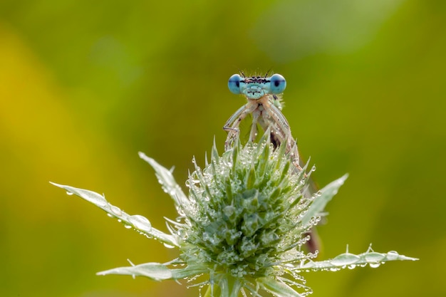 Libellules.La famille des insectes Coenagrionidae.