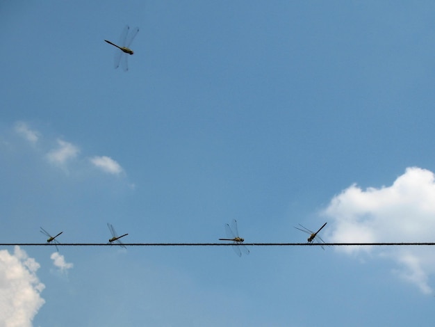 Libellules sur le fil contre le ciel bleu