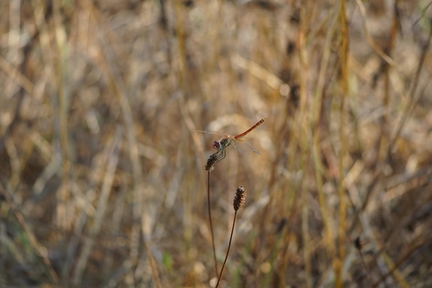 Libelula en attente dans une plante sèche