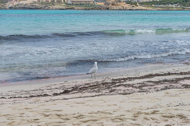 Liberté, mouette au bord de la mer Méditerranée sur l'île de Majorque, en Espagne. Eau de mer turquoise