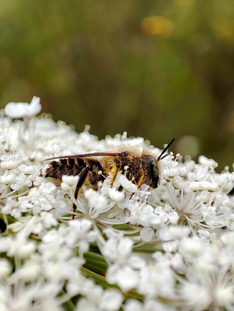 Libre d'une abeille sur des fleurs blanches