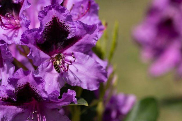 Libre d'une abeille sur le point de polliniser une fleur de rhododendron