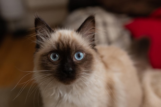 Libre d'un adorable chat de race Birman avec de grands yeux bleus