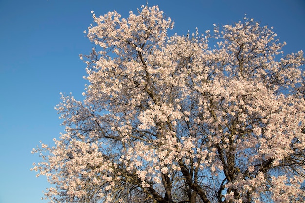 Libre d'Amandier Blossom, Dehesa de la Villa Park, Madrid, Espagne