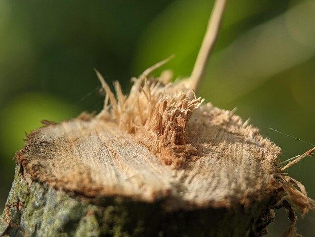 Libre d'un arbre coupé