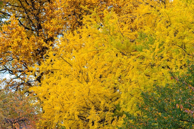 Libre d'arbre gingko en automne