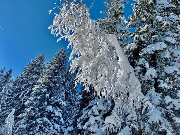 Libre d'arbres gelés blancs pendant l'hiver