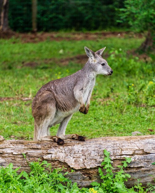 Libre de assis wallaby rednecked Macropus rufogriseus animal farm