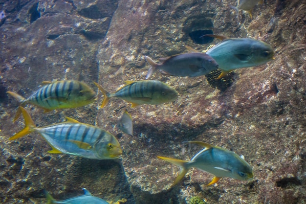 Libre de beaux poissons colorés nagent dans l'aquarium