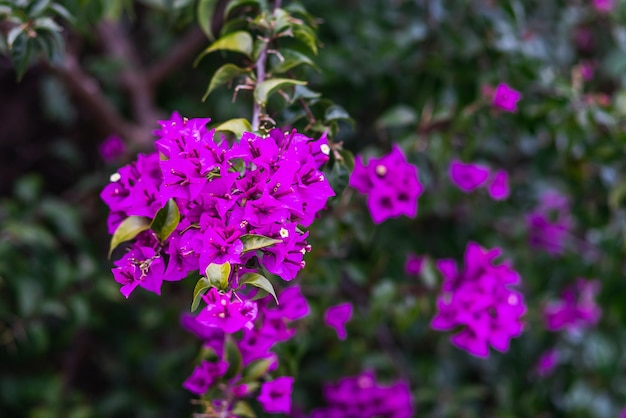 Libre d'une belle fleur avec des fleurs roses soft focus sélectif