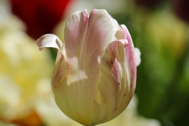 Libre d'une belle fleur de tulipe blanche rose tendre