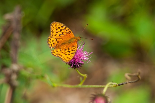 Libre belle photo d'un papillon jaune dans un environnement naturel