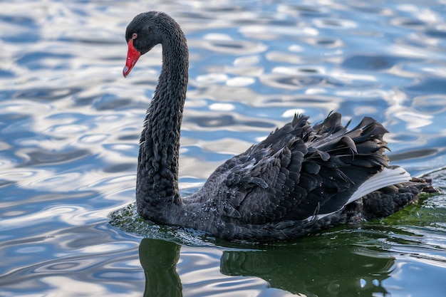 Libre d'une belle sauvagine cygne noir avec reflet dans l'eau cygnus atratus