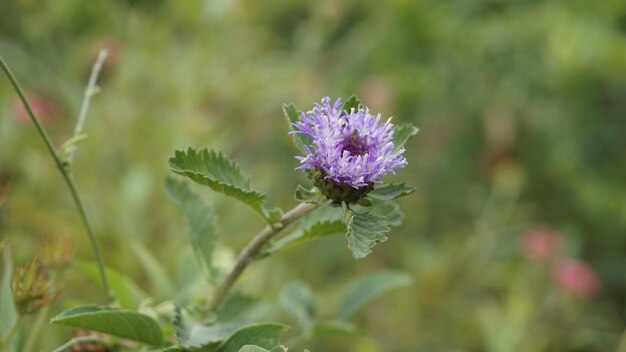 Libre de belles fleurs de Centratherum punctatum également connu sous le nom de lark daisy et fleur bouton brésilien