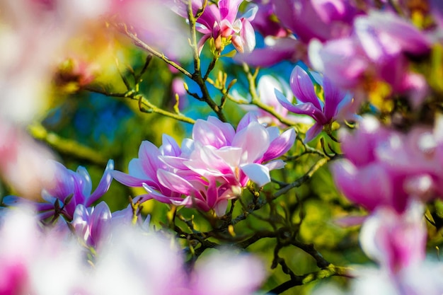 Libre de belles fleurs de magnolia