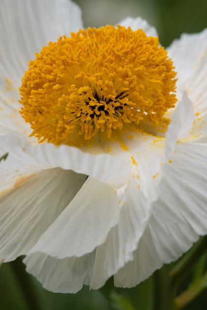 Libre de blanc Romneya coulteri fleur