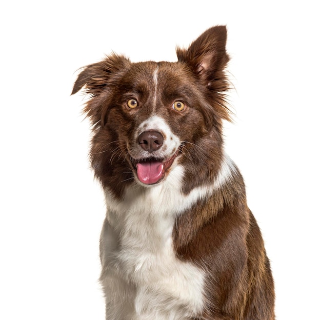 Libre d'un Border Collie isolé sur blanc