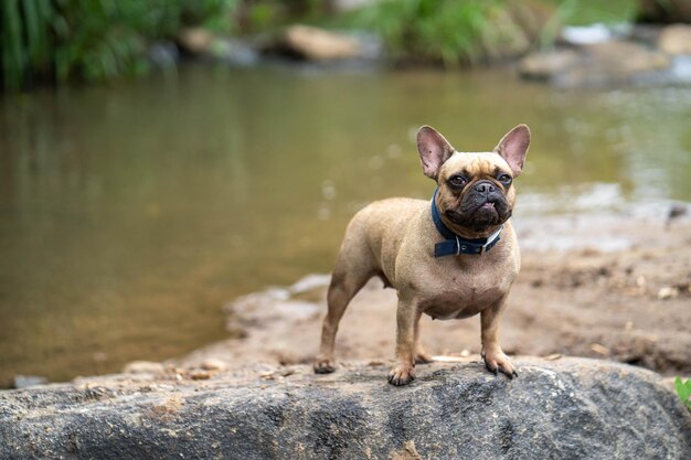 Libre d'un bouledogue français fauve debout sur le rocher avec de l'eau en arrière-plan