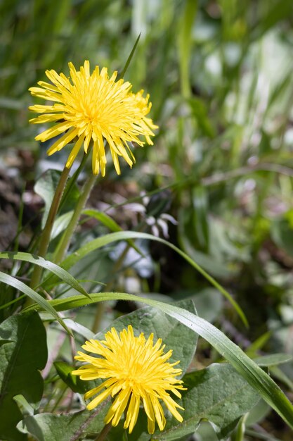 Libre d'un bouquet de pissenlits Taraxacum