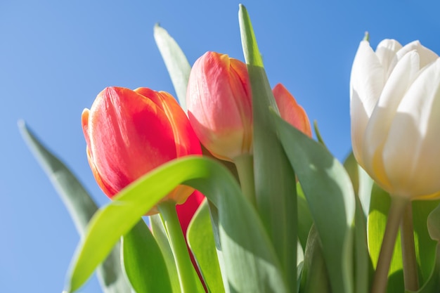 Libre d'un bouquet de tulipes