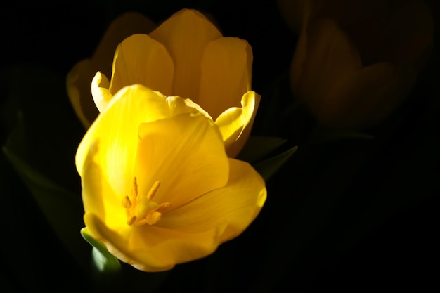 Libre d'un bourgeon de tulipe en fleurs sur fond noir
