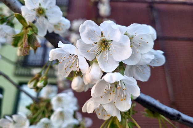 Libre d'une branche fleurie d'un pommier au printemps dans le jardin