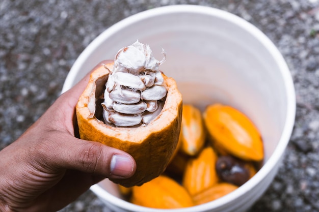 Libre d'un cacao fraîchement récolté ouvert