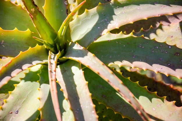 Libre d'un cactus dans la campagne à San Ramon Canelones Uruguay