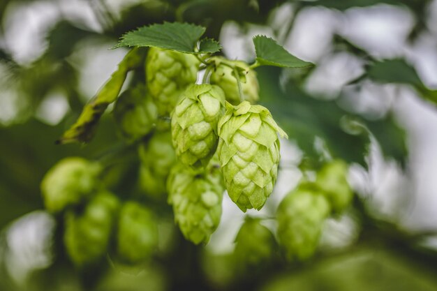 Libre cascade hop poussant sur une branche