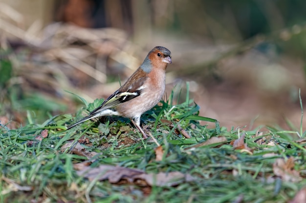 Libre d'un Chaffinch fringilla coelebs