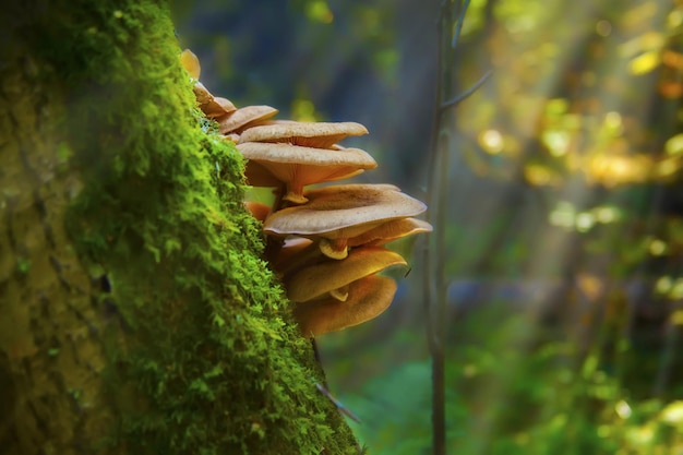 Libre de champignons sauvages poussant sur un arbre couvert de mousses dans une forêt