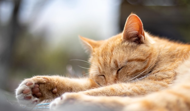 Libre d'un chat domestique rouge se reposant paisiblement dans le foin par une chaude journée d'été Une drôle d'orange