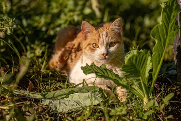 Libre de chat jaune dans une plantation de choux