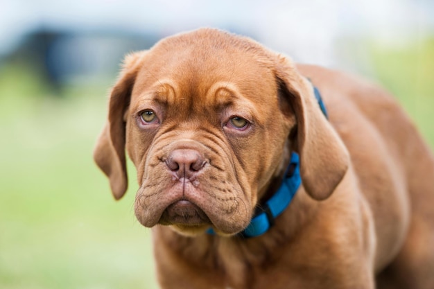 Libre d'un chien à l'écart